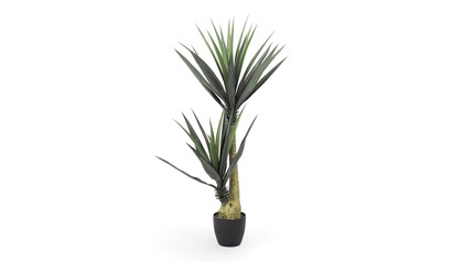 Aloe Tree in Black Round Planter
