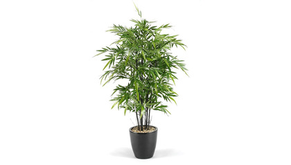 Bamboo Tree in Black Round Planter - 6ft