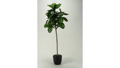 Fiddle Leaf Fig Tree in Black Round Planter - 7.5ft Tall