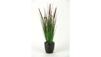 Onion Grass in Black Round Planter - 5.5ft Tall