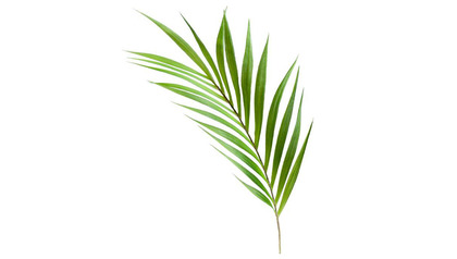 Palm Leaf 36" Stem