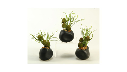 Spiney Protea and Grass in Black Ceramic Planter - Set of 3