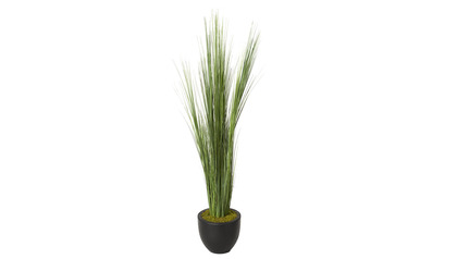 Onion Grass in Black Round Planter - 6.5ft Tall