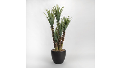 Yucca Plant Group in Black Round Planter - 5.5ft Tall